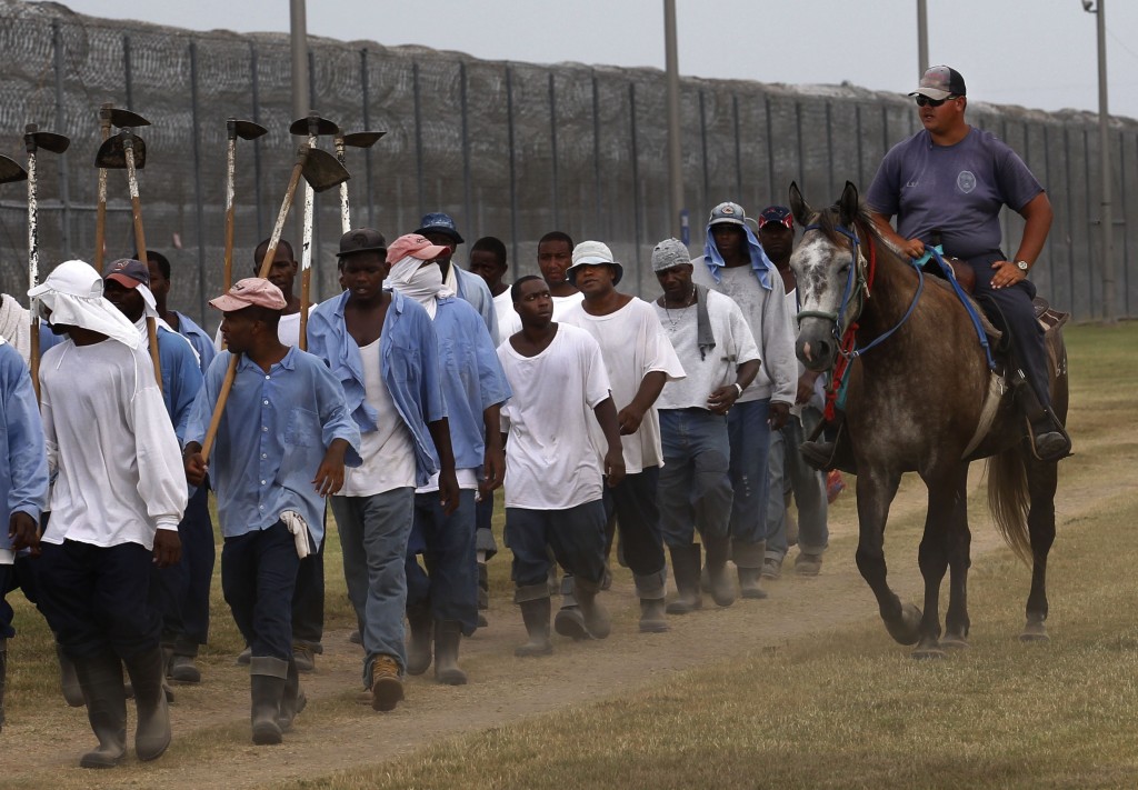In this Aug. 18, 2011 photo, prison guards ride horses that were broken by inmates as they return from farm work detail at the Louisiana State Penitentiary in Angola, La. Some prisoners spend eight hours a day training horses to work in some of the most chaotic situations police officers face: everything from controlling huge crowds to helping break up riots. They also use the animals for work at the prison farm, cultivating fields, helping to control weeds, hauling wagons and equipment. They also sell them, with their second annual horse sale scheduled for October. (AP Photo/Gerald Herbert)