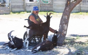 A man sits in a wheelchair, surrounded by three goats, as he takes shelter under a tree from the boiling hot sun. 