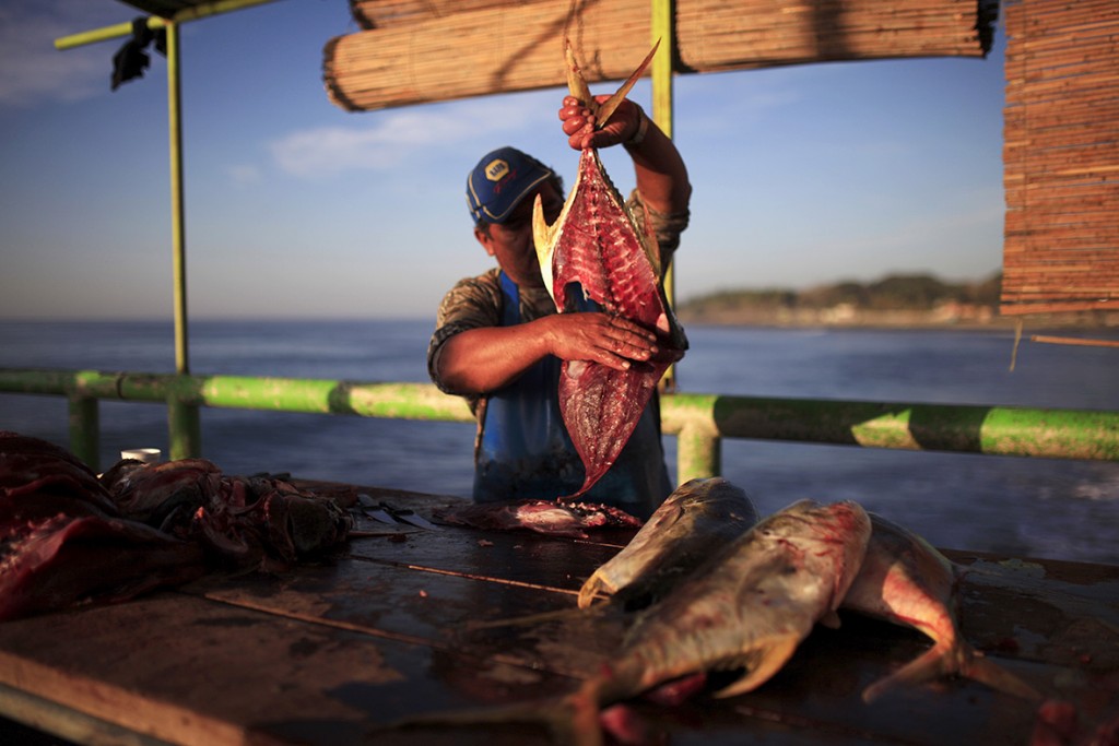 19 February 2016: A man cuts a fish at the fishermen's dock in La Libertad, El SalvadorJose Cabezas/ Reuters