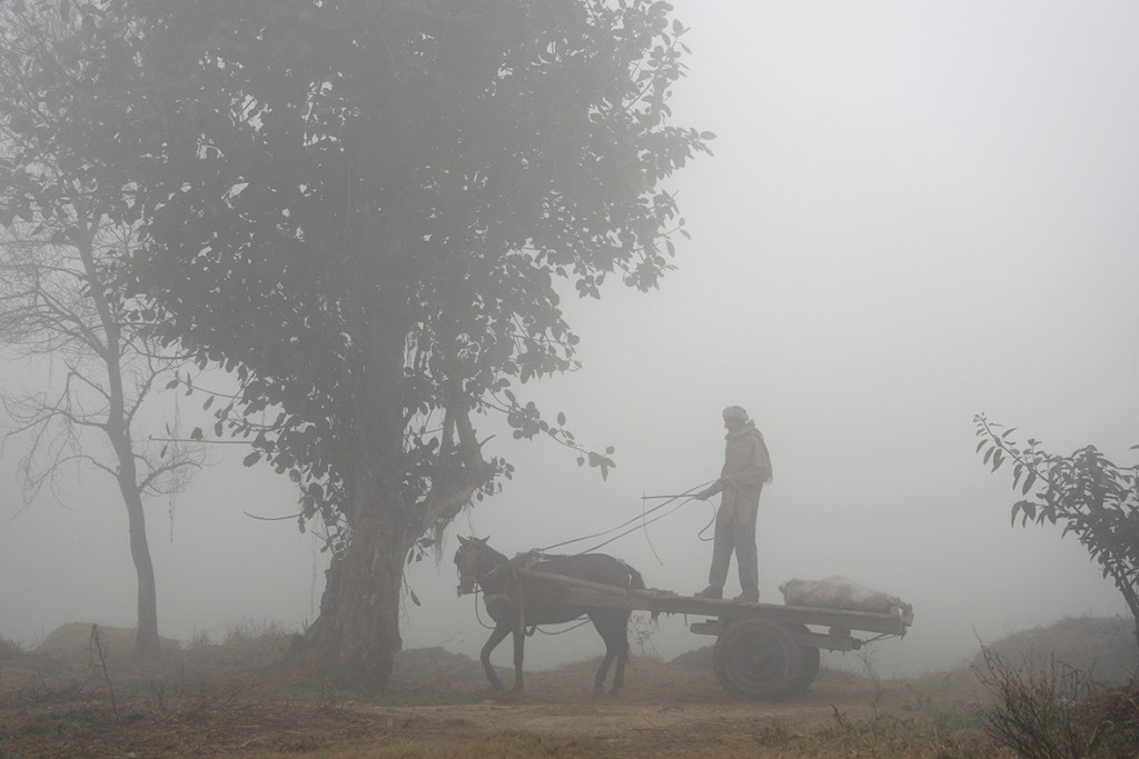 8 January 2016: An Indian farmer stands on a cart pulled by a horse during foggy weather in Jalandhar (Shammi Mehra/ AFP)