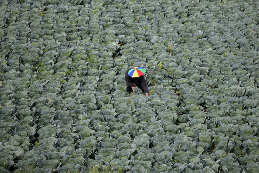 15 March, 2016: A farmer harvests broccoli in the town of al-Ansariyeh south of Sidon, Lebanon (Ali Hashisho/ Reuters)
