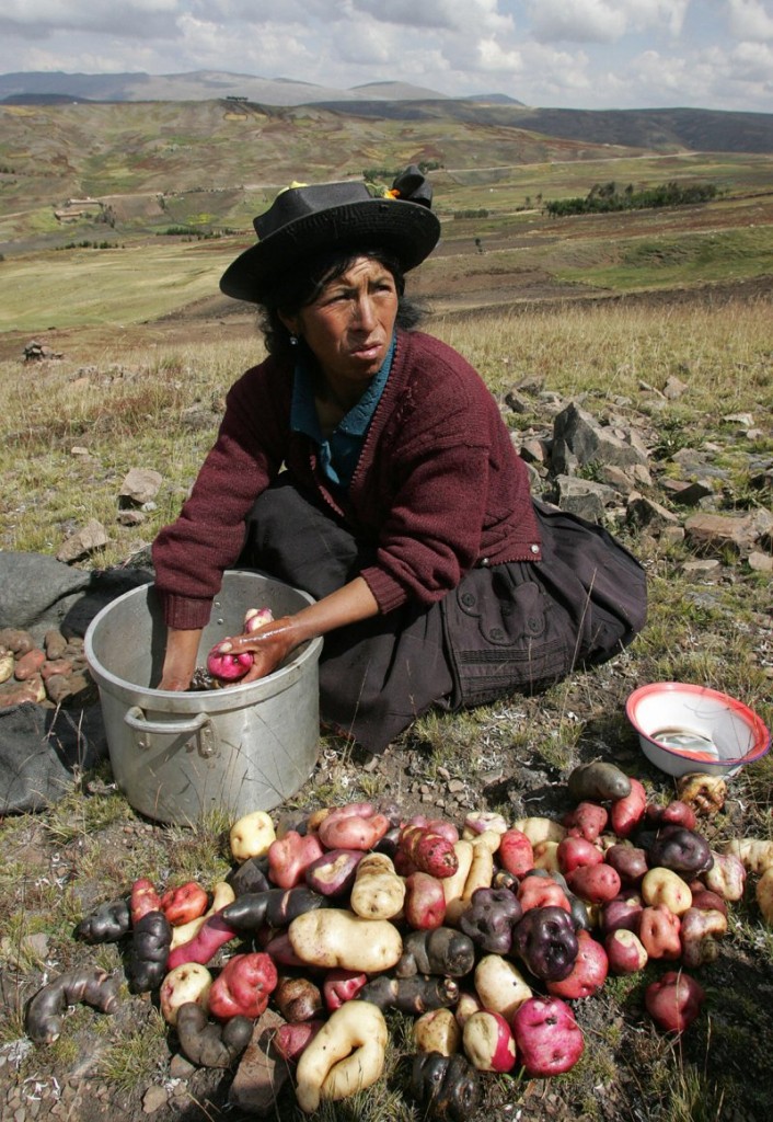28 May 2007: A woman from the San Jose de Aymara community washes native potatoes during harvest in Huancavelica, Peru (Eitan Abramovich/ AFP)