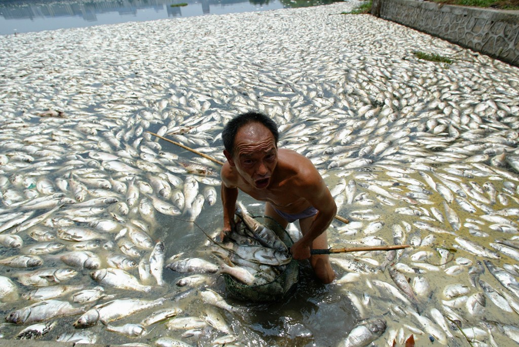 11 July, 2007: A man cleans away dead fish at a lake in Wuhan, central China's Hubei provinceReuters