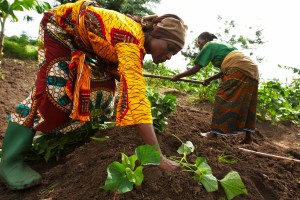 Sweet Potatoes in Tanzania