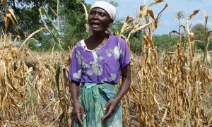 Farmer Serena Gadinala stands next to her wilted crops in the Neno district of southern Malawi. Photograph: Tamara van Vliet/OCHA