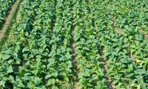 A field of tobacco plants. Indonesia has more than 500,000 tobacco fields feeding the national and international markets. Photograph: Alamy Stock Photo
