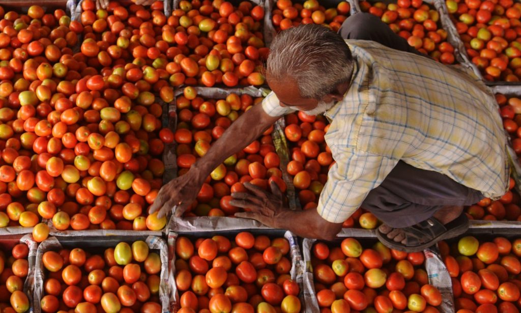 Tomato prices in India have doubled since April, causing consternation across the country. Photograph: Narinder Nanu/AFP/Getty Images