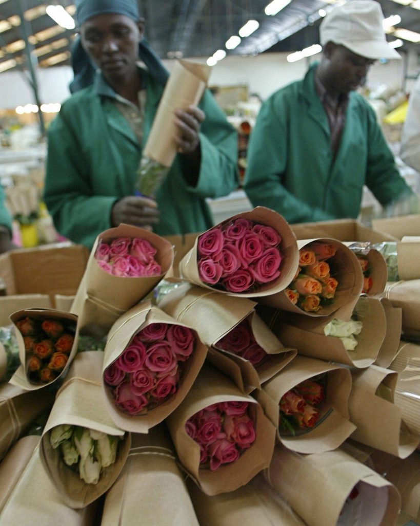 Kenya’s rose trade is booming and some farms have recently acquired Fairtrade certification. Photograph: Simon Maina/AFP