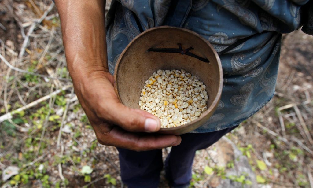 A farmer holds up dried corn kernels, donated by the World Food Programme to families affected by the drought in Orocuina, Honduras. Photograph: Jorge Cabrera/Reuters