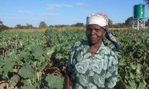 Moddie Msebele uses her phone to help her farm. Photograph: Practical Action 