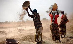 Malian women sift wheat in a field near Segou, central Mali. The act has been criticised for missing opportunities to support small-scale farmers in claiming their rights. Photograph: Jerome Delay/AP