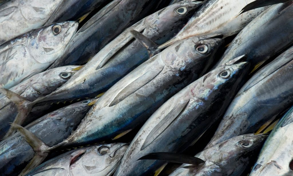 More than 40% of popular species such as tuna are being caught unsustainably, UN FAO says. Photograph: Alamy