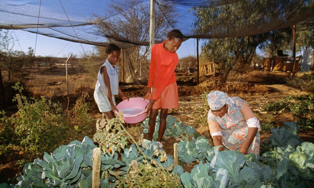 A family waters crops with dishwater in a township in Namibia’s capital, Windhoek. Photograph: Alamy Stock Photo