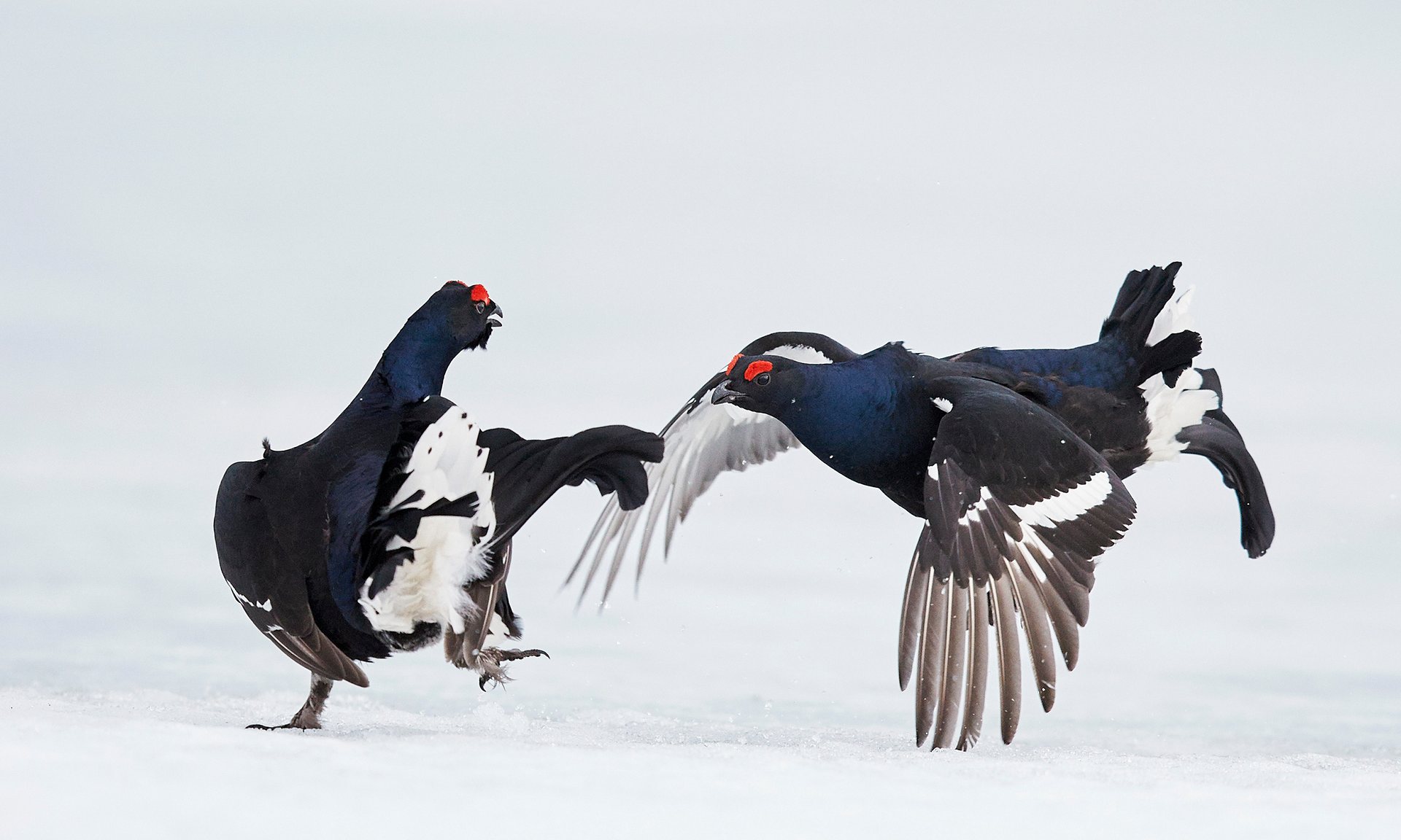 Black grouse fight in Vaala, Finland. The country is committed to protecting biodiversity under its implementation of the sustainable development goals. Photograph: Markus Varesvuo/NPL/Barcroft