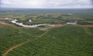 Oil palm plantations, like this one in Kango being developed by Singaporean firm Olam, are part of a government drive to make Gabon an emerging economy by 2025. Photograph: Xavier Bourgois/AFP/Getty Images
