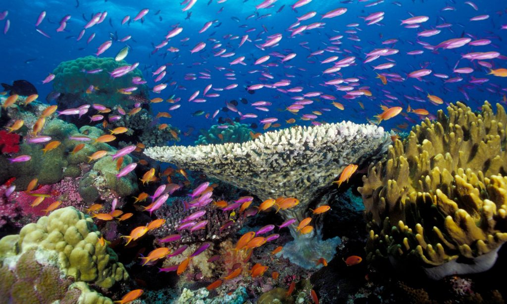 A tropical coral reef off Fiji. Photograph: Alamy