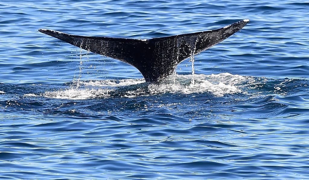 Gray whalese faced a host of deadly threats, from underwater noise to collisions with ships and entanglements in fishing gear, and were listed as critically endangered in 2003