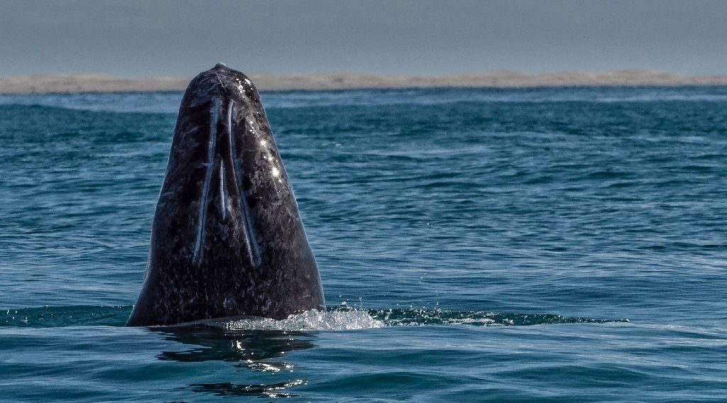 A deal between scientists and Sakhalin oil drillers has allowed the gray whale to bounce back, boosting their numbers by about half since 2004, to about 174 today A deal between scientists and Sakhalin oil drillers has allowed the gray whale to bounce back, boosting their numbers by about half since 2004, to about 174 today (AFP Photo/Omar Torres)