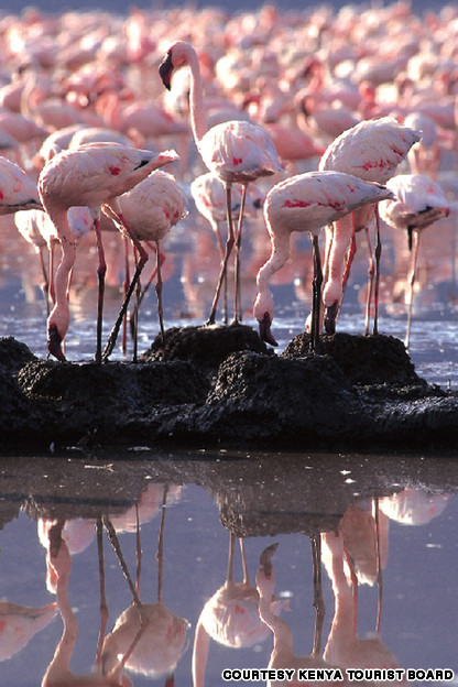 flamingoes-on-lake-nakuru-courtesy-kenya-tourist-board_0