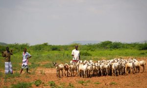 MDG : Somalia : Agriculture : Livestock herders on the fringes of a small livestock market