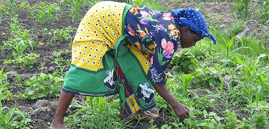 Tanzania_women_farming_540_0