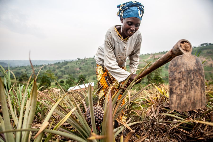 Valerie Mukangerero (53 yrs) works in her pinapple farm in Rwamurema village,Eastern Rwanda,Kirehe District. Since joining the Tuzamurane cooperative, Valerie feels very empowered and has saved enough money to buy a cow and support her family.