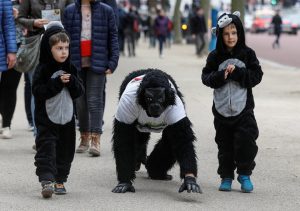 Charity event competitor Tom Harrison crawls towards the finish of the London Marathon, dressed in a gorilla outfit to raise money for the Gorilla Foundation, in London April 29, 2017.  His children Nicholas and Alex walk with him. REUTERS/Peter Nicholls