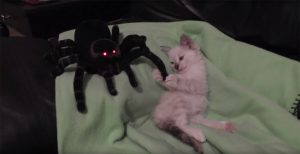 kitten-vs-spider-696x358