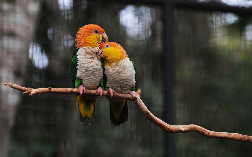 Dating Parrots