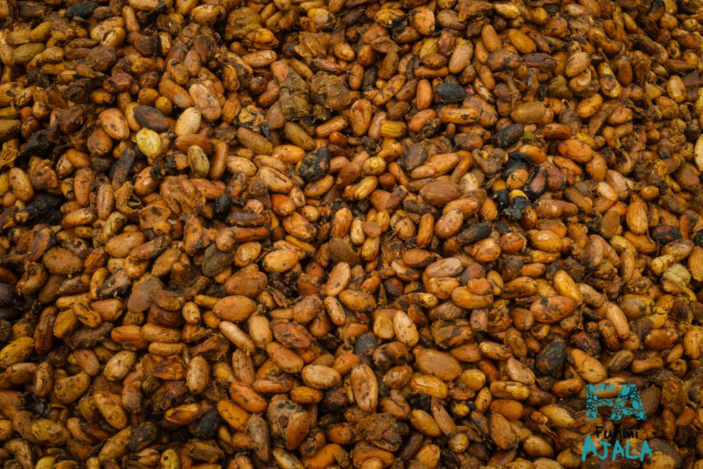 Cocoa beans. Photo: Funmi Ajala