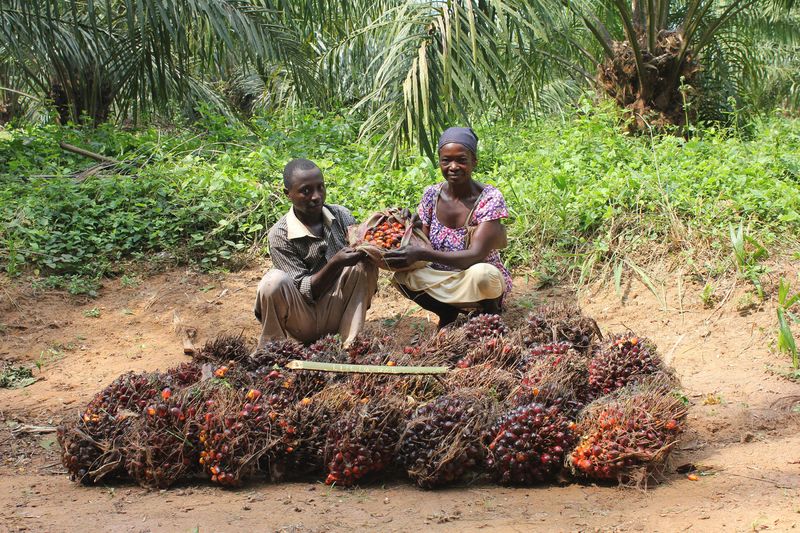 Feronia Inc. employees harvest palm fruit by hand in Yaligimba. Photographer: Tom Wilson/Bloomberg