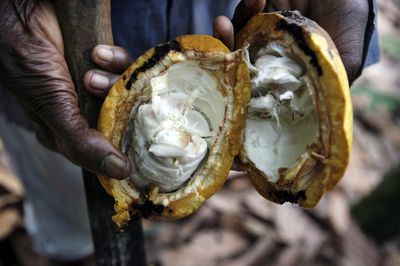 A farmer holds an open, ripe cocoa pod on a farm outside of Kumasi, Ghana. Photographer: JANE HAHN/Bloomberg