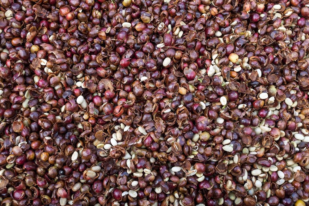 Arabica coffee cherries ready to be processed for depulping at a coffee plantation. Epics/Getty Images