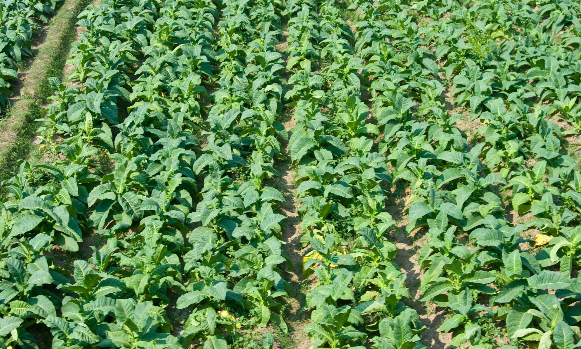 riverstone tobacco morrisons Buy Riverstone Easy Rolling Tobacco riverstone tobacco morrisons Buy Riverstone Easy Rolling Tobacco