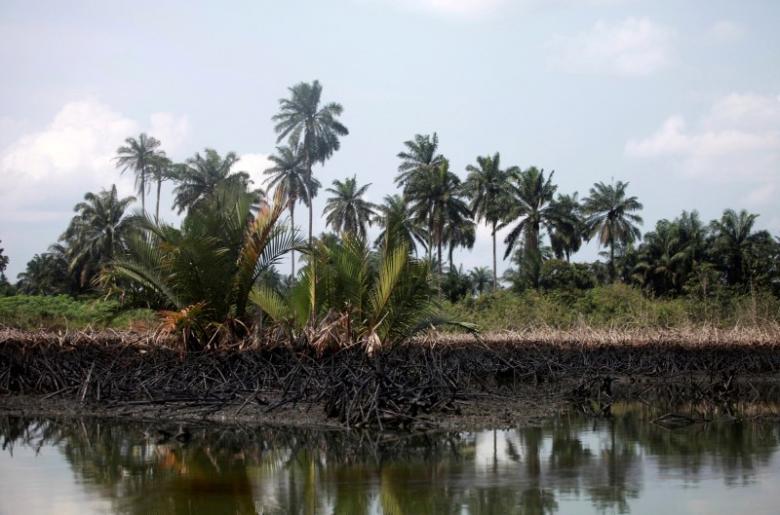 An oil slick clots the bottom of mangroves in Bodo creek in Ogoniland, near Nigeria's oil hub city of Port Harcourt December 4, 2012. REUTERS/Akintunde Akinleye/File Photo