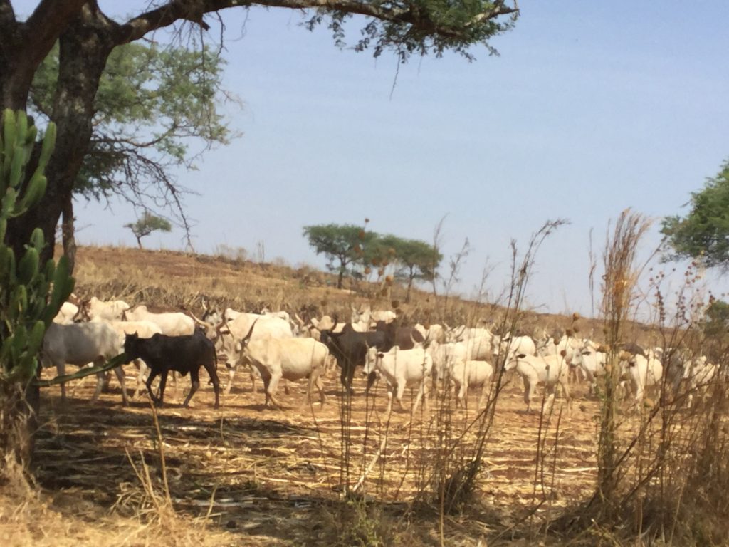 Herds of Cattle Photo: Funmilayo Ajala