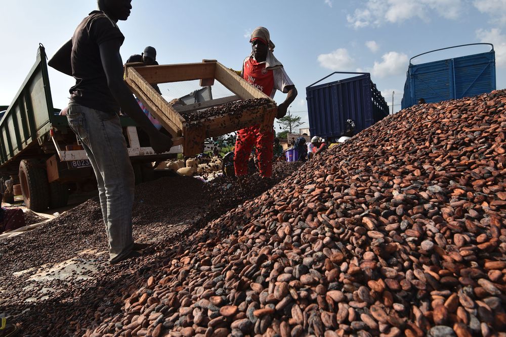 People work at a cocoa sorting centre, Ivory Coast. Photographer: Sia Kambou/AFP via Getty Images