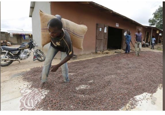 A man carries a cocoa bag while walking over cocoa beans left out to dry in Niable, at the border between Ivory Coast and Ghana, June 19, 2014. REUTERS/Thierry Gouegnon