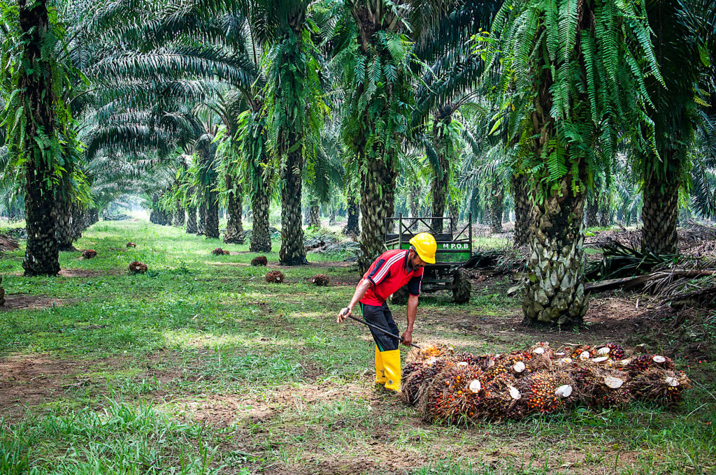 Malaysia's Sabah Aims To Win Big As World's First Green Palm Oil State ...